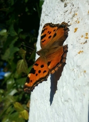 Nymphalis polychloros