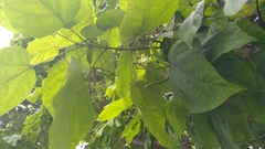 Catalpa speciosa