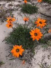 Gazania