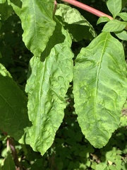 Pokeweed mosaic virus