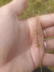 Setaria parviflora