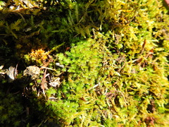 Ptychostomum capillare