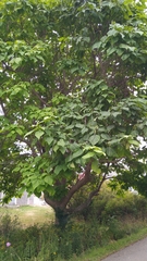 Catalpa speciosa
