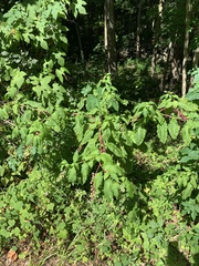 Pokeweed mosaic virus