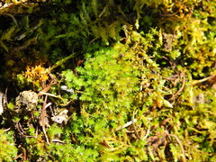 Ptychostomum capillare