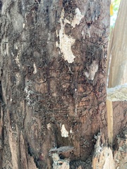 Agrilus planipennis