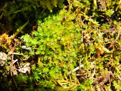 Ptychostomum capillare