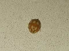 Calvia decemguttata