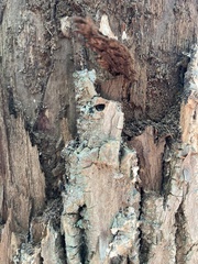 Agrilus planipennis
