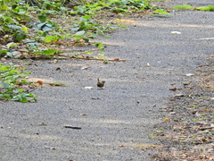 Troglodytes troglodytes