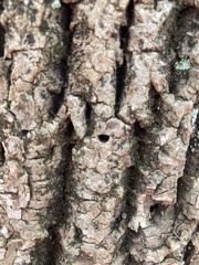 Agrilus planipennis
