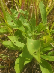Spiraea alba