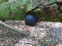 Daldinia concentrica