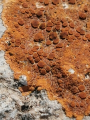 Teloschistaceae