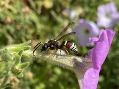 Pterocheilus