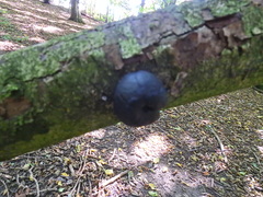 Daldinia concentrica