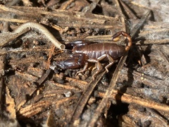 Euscorpius mingrelicus