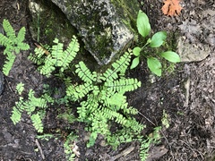 Adiantum pedatum