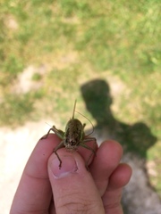 Pholidoptera littoralis