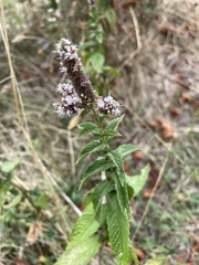 Mentha spicata