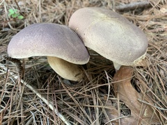 Tylopilus rubrobrunneus