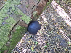 Daldinia concentrica