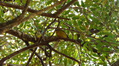 Basileuterus culicivorus