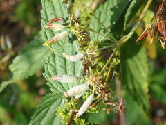 Erysiphe heraclei