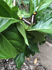 Adelpha iphicleola iphicleola