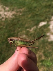 Pholidoptera littoralis