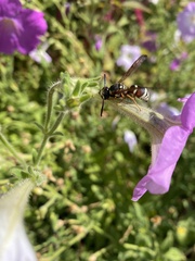 Pterocheilus