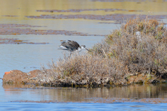 Himantopus himantopus