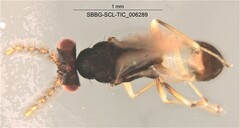 Eulophidae