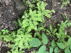Adiantum pedatum