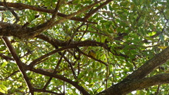 Basileuterus culicivorus