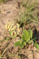 Helichrysum griseum