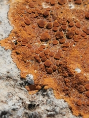 Teloschistaceae
