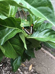 Adelpha iphicleola iphicleola