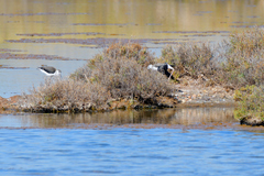 Himantopus himantopus