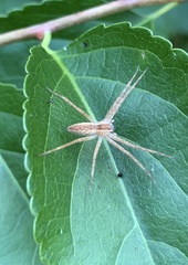 Pisaurina mira