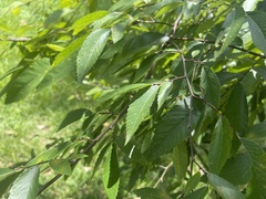 Carpinus caroliniana