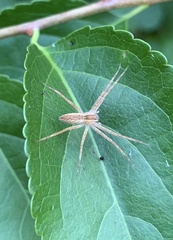 Pisaurina mira