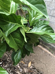 Adelpha iphicleola iphicleola