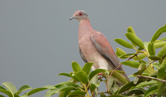 Patagioenas cayennensis