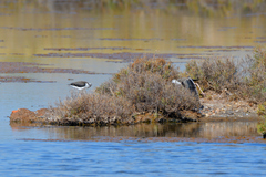 Himantopus himantopus