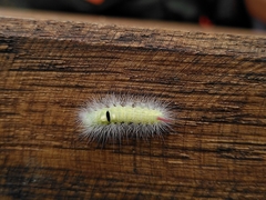 Calliteara pudibunda