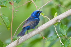 Cyanocompsa parellina