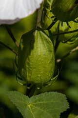 Hibiscus laevis
