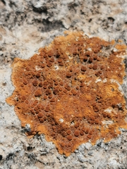 Teloschistaceae