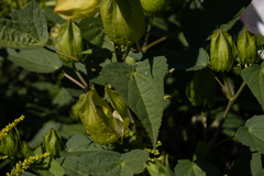 Hibiscus laevis